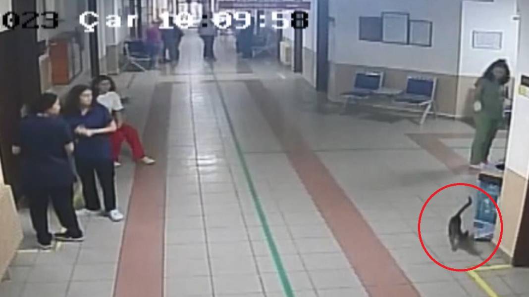 Kedi 'Ali Cabbar' hastaneye kendi başına gitti 2